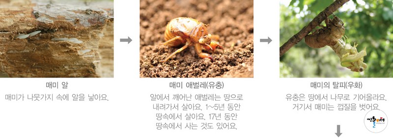 맴메롱