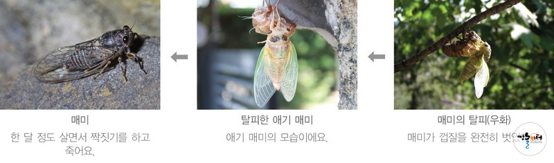 맴메롱